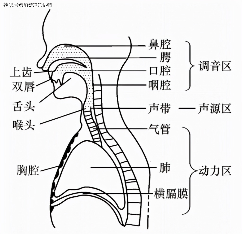 唱歌如何灵活运用发音器官？ (图1)