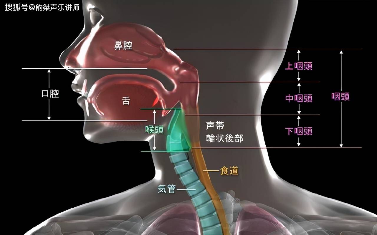 唱歌如何灵活运用发音器官？ (图2)
