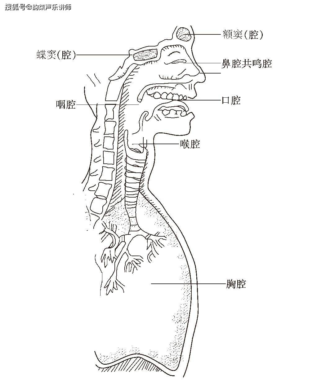 唱歌如何灵活运用发音器官？ (图3)