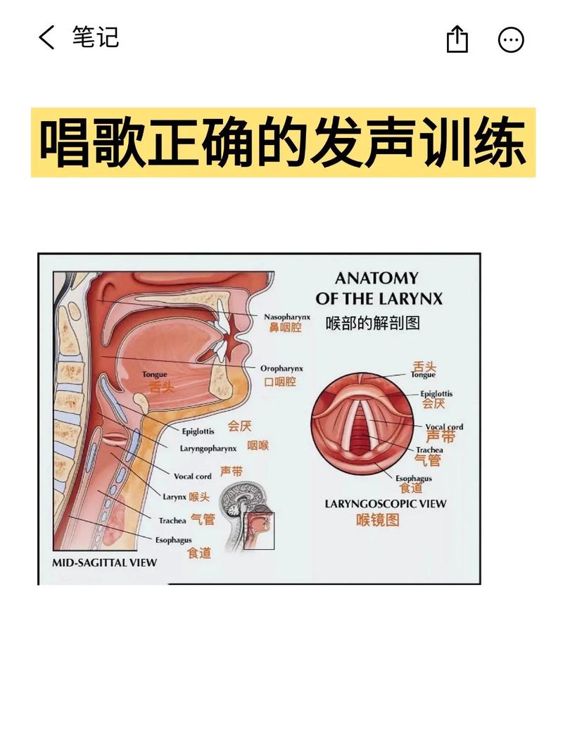 声乐发声训练之歌唱腔体要领技巧(图1)
